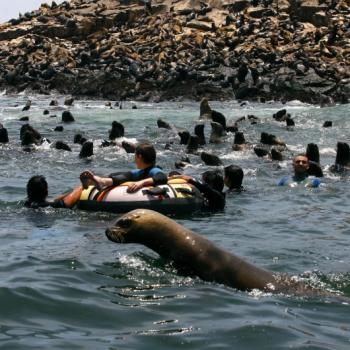 Tours a Islas Palomino + Nado Con Lobos